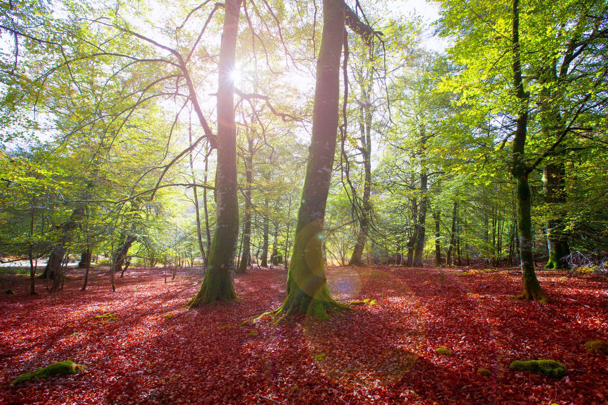 Pyrenees Fall Mural Wallpaper - pure wallpaper artwork