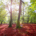 Pyrenees Fall Mural Wallpaper - pure wallpaper artwork