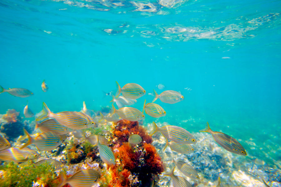 Salema Fish Mural Wallpaper