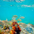 Salema Fish Mural Wallpaper - pure wallpaper artwork