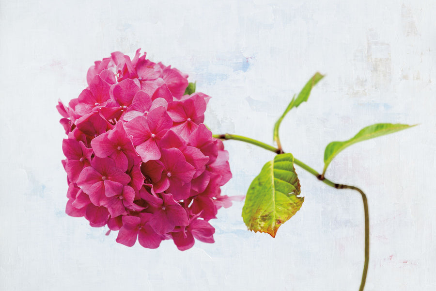 Bright Pink Hydrangea Mural Wallpaper