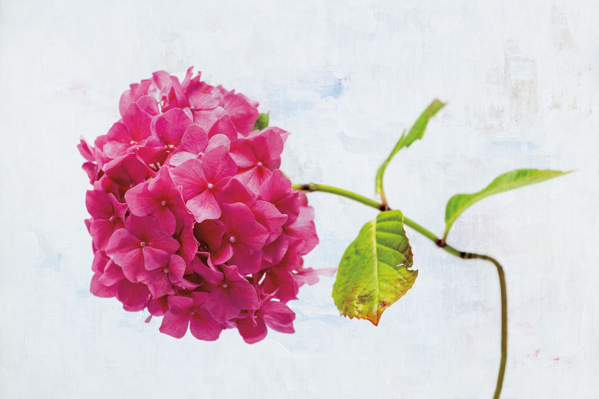 Bright Pink Hydrangea Mural Wallpaper - pure wallpaper artwork