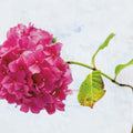 Bright Pink Hydrangea Mural Wallpaper - pure wallpaper artwork