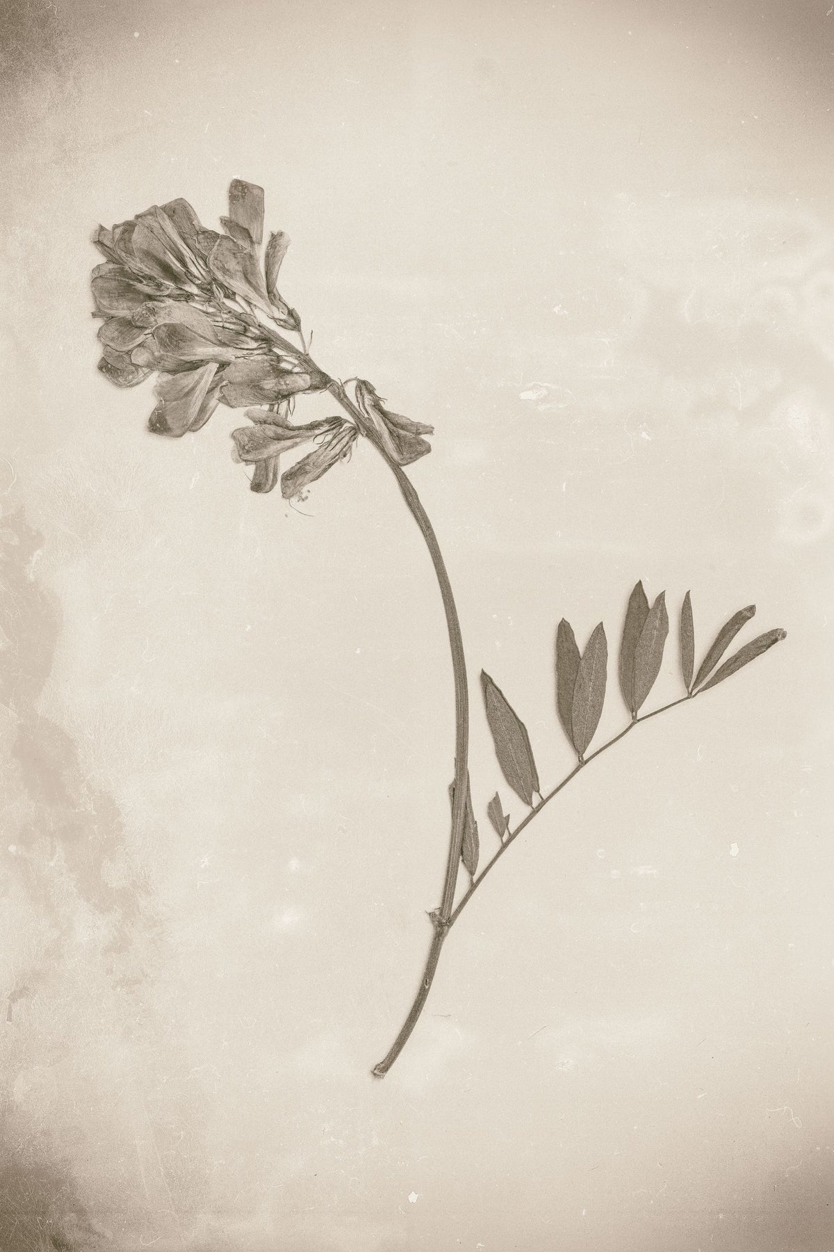 Wildflower Journal Vintage V Mural Wallpaper - pure wallpaper artwork