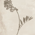 Wildflower Journal Vintage V Mural Wallpaper - pure wallpaper artwork