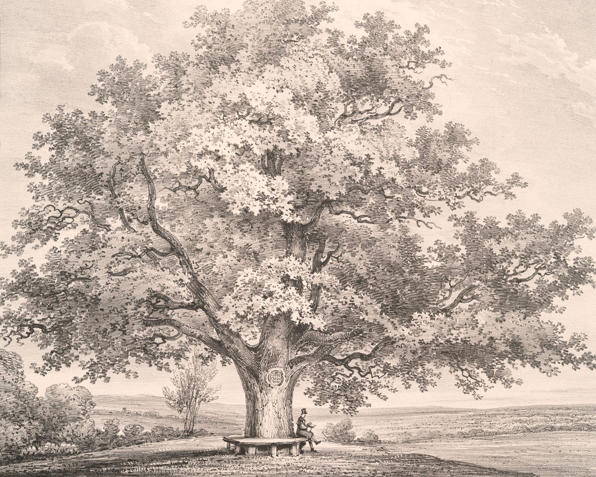 Queen Charlottes Tree Windsor Forest Mural Wallpaper - pure wallpaper artwork