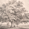 Queen Charlottes Tree Windsor Forest Mural Wallpaper - pure wallpaper artwork