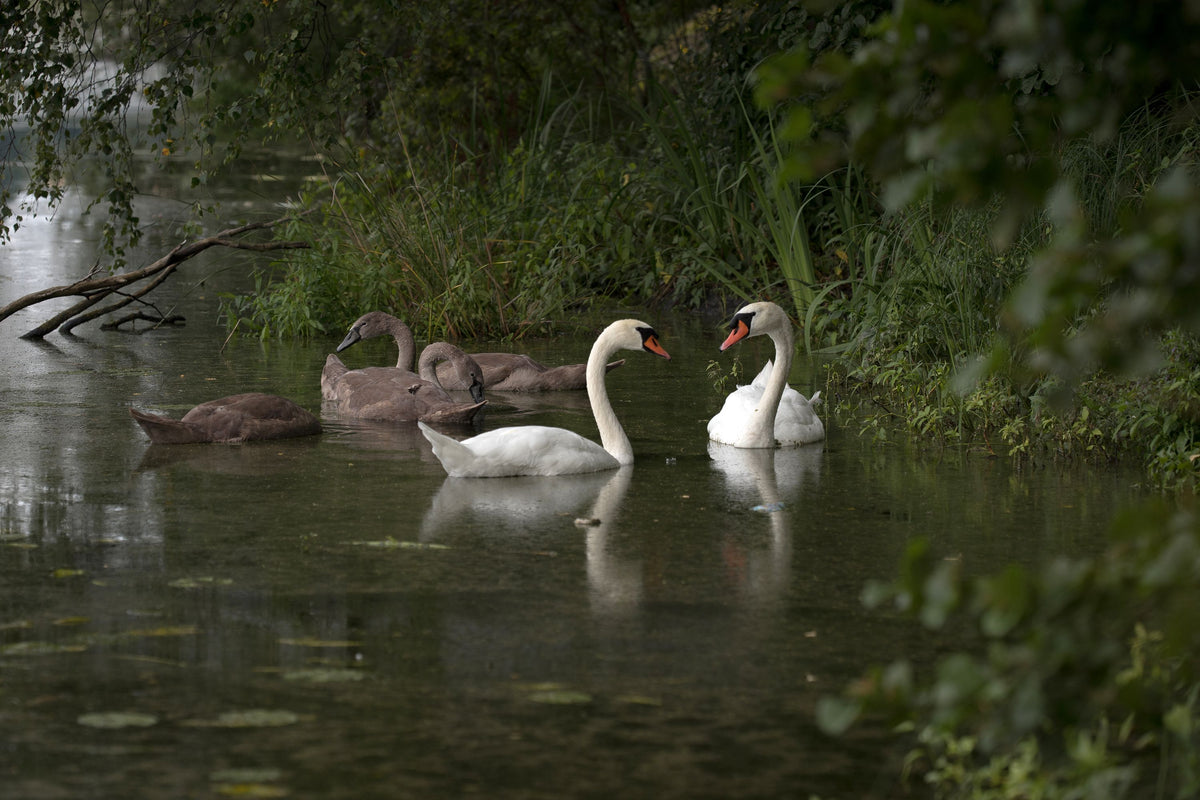 Swans Family Mural Wallpaper - pure wallpaper artwork