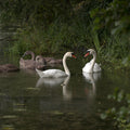 Swans Family Mural Wallpaper - pure wallpaper artwork