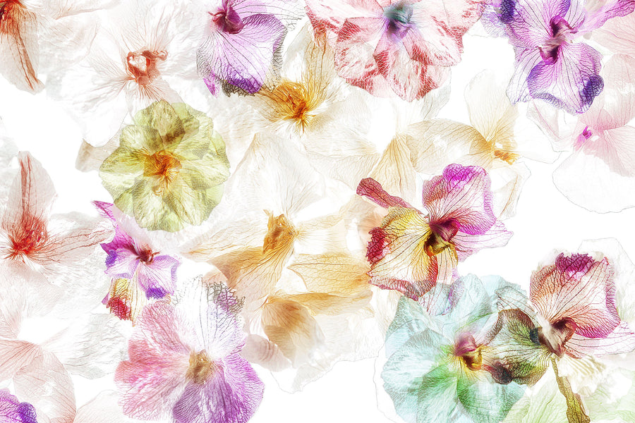 Orchids in the Wind Mural Wallpaper