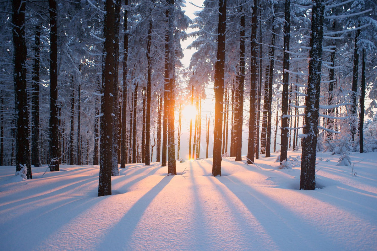 Snowy Woods At Sunset Mural Wallpaper - pure wallpaper artwork