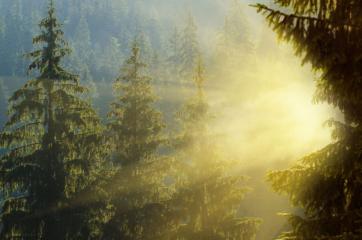 Foggy Sunrise Mural Wallpaper - pure wallpaper artwork