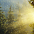 Foggy Sunrise Mural Wallpaper - pure wallpaper artwork