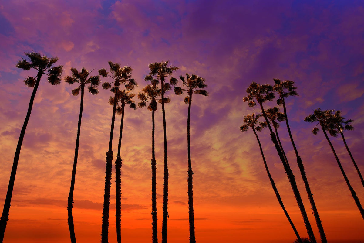 Biskra Palms Mural Wallpaper - pure wallpaper artwork