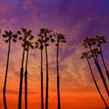 Biskra Palms Mural Wallpaper - pure wallpaper artwork