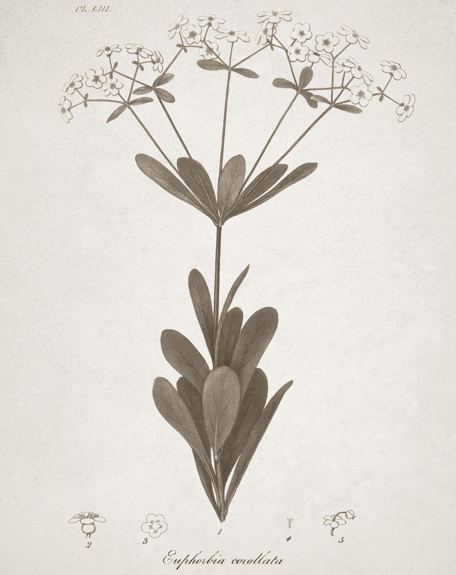 Beautiful Botanical I Mural Wallpaper