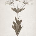 Beautiful Botanical I Mural Wallpaper - pure wallpaper artwork