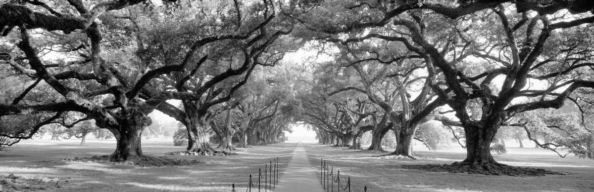Oak Alley Mural Wallpaper - pure wallpaper artwork