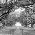 Oak Alley Mural Wallpaper - pure wallpaper artwork