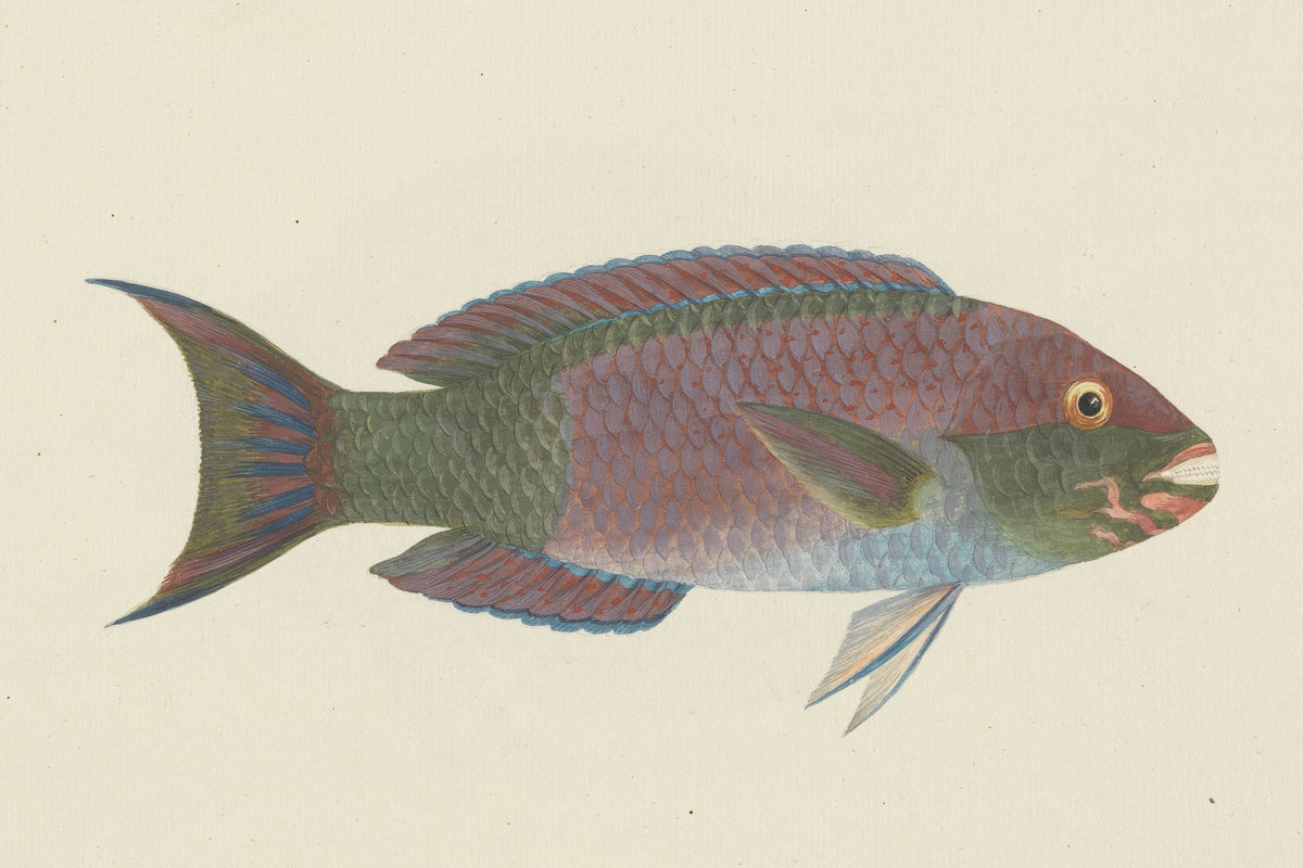 Parrotfish Mural Wallpaper - pure wallpaper artwork