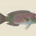 Parrotfish Mural Wallpaper - pure wallpaper artwork