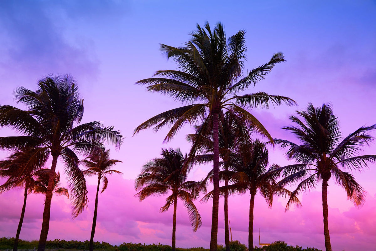Palm Trees in Miami South Beach Mural Wallpaper - pure wallpaper artwork