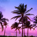 Palm Trees in Miami South Beach Mural Wallpaper - pure wallpaper artwork