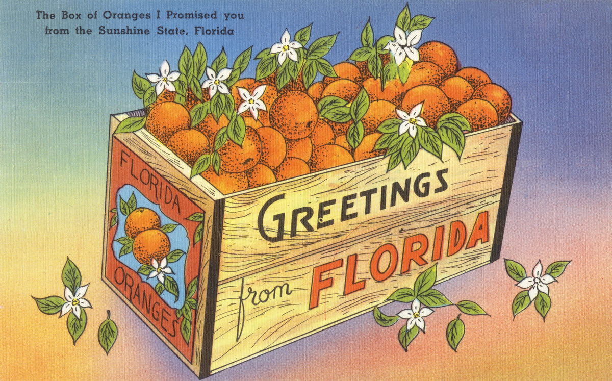 Greetings From Florida's Finest Oranges Mural Wallpaper - pure wallpaper artwork