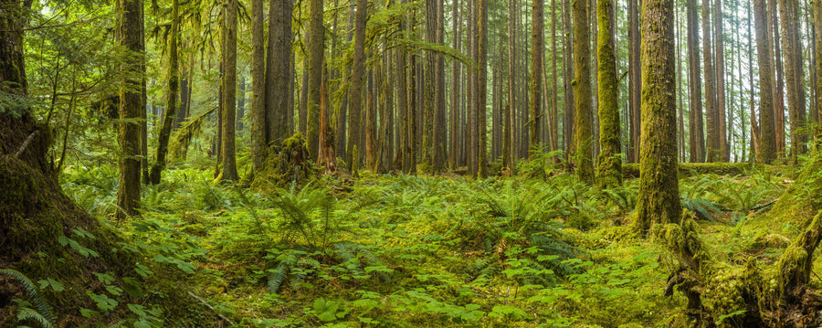 Ancient Trails Mural Wallpaper