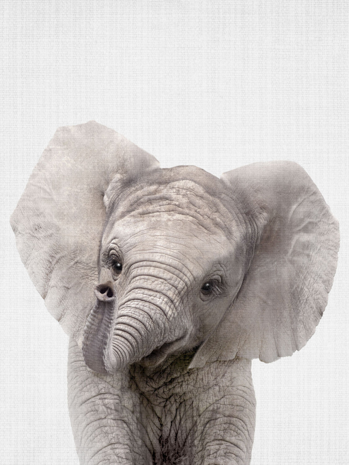 Peekaboo Baby Elephant Mural Wallpaper - pure wallpaper artwork