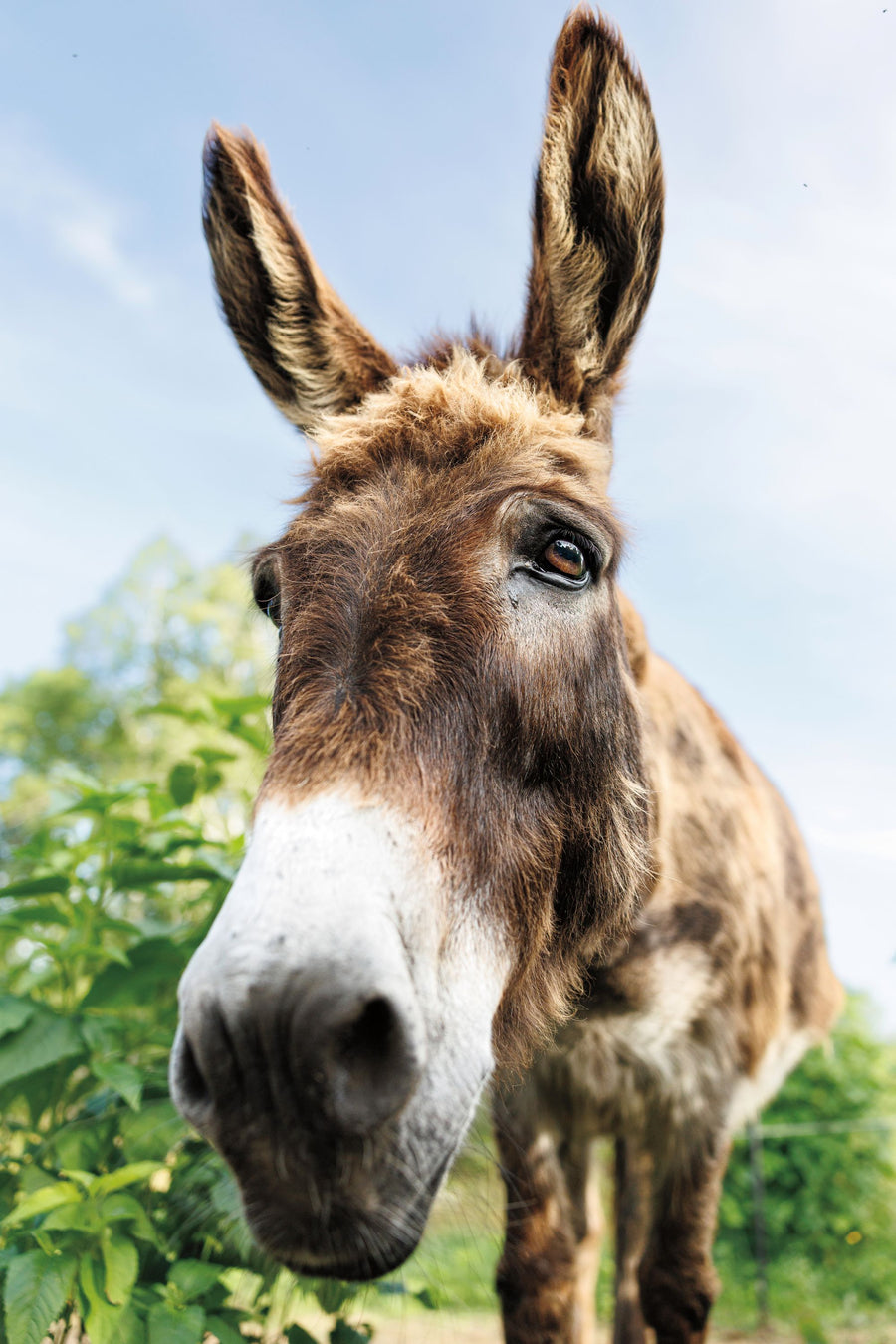 Donkey Pasture Mural Wallpaper