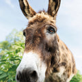 Donkey Pasture Mural Wallpaper - pure wallpaper artwork