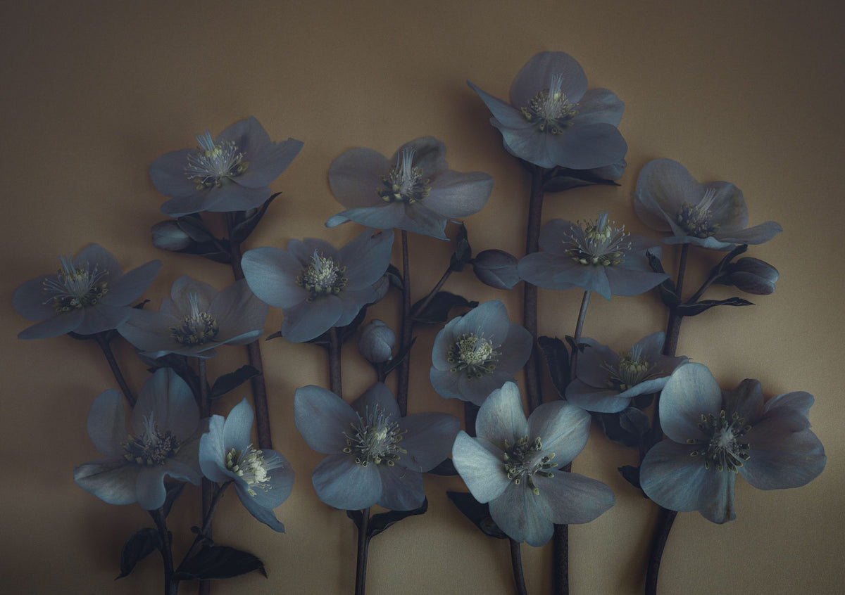 Blue Winter Beauty Mural Wallpaper - pure wallpaper artwork