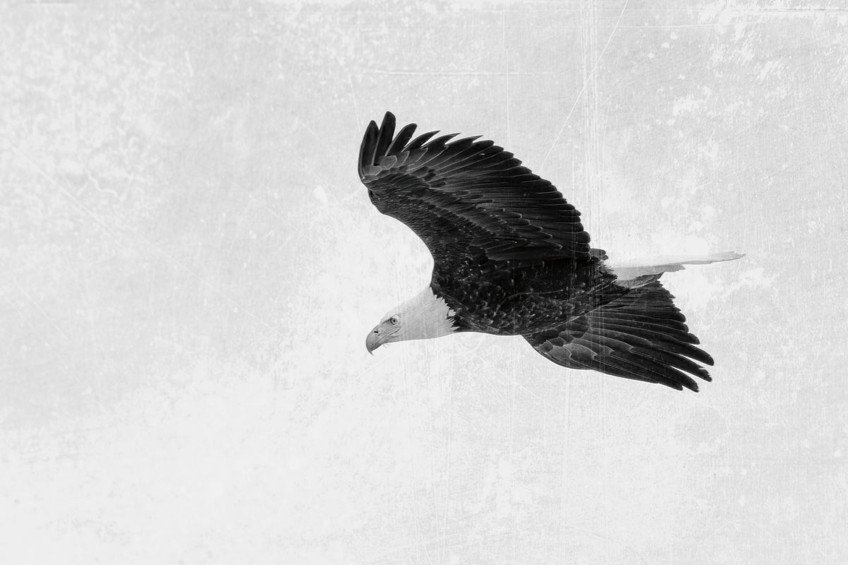 Eagle Eye Mural Wallpaper - pure wallpaper artwork
