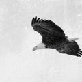 Eagle Eye Mural Wallpaper - pure wallpaper artwork