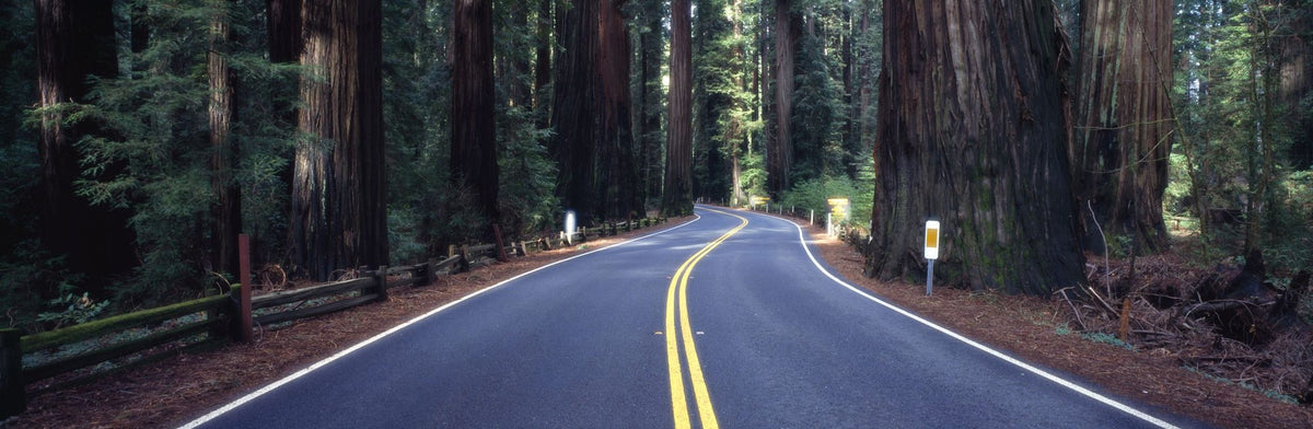 Redwood Journey Mural Wallpaper - pure wallpaper artwork