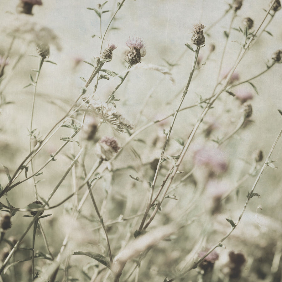 Wild Flowers II Clean Mural Wallpaper