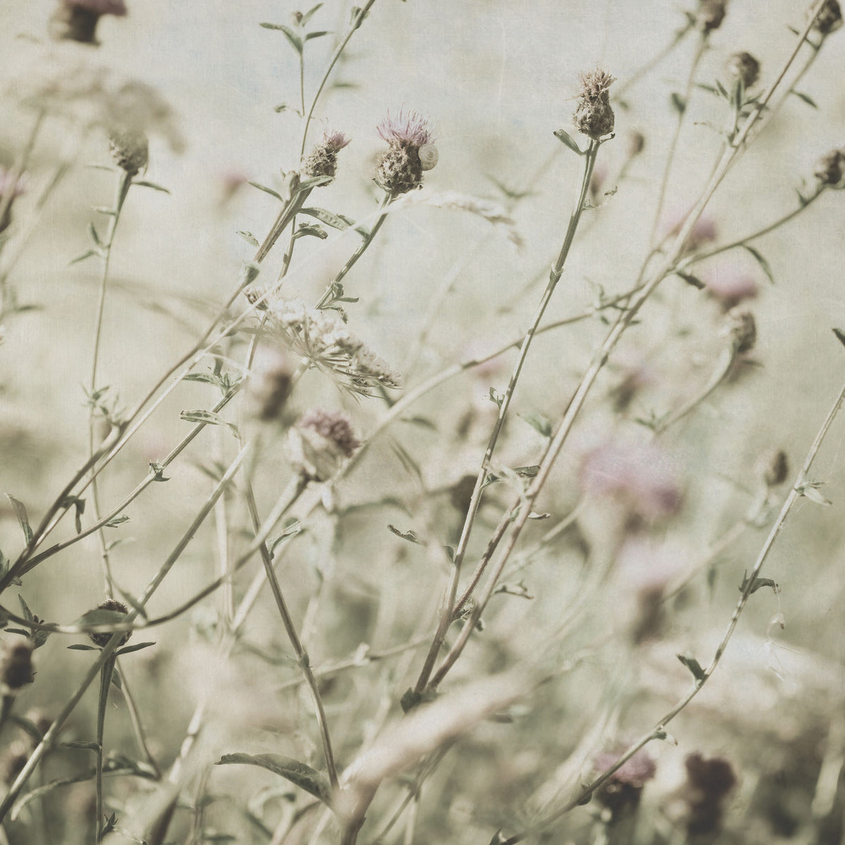 Wild Flowers II Clean Mural Wallpaper - pure wallpaper artwork