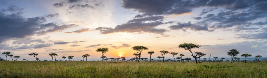 Acacia Trees Sunrise Mural Wallpaper