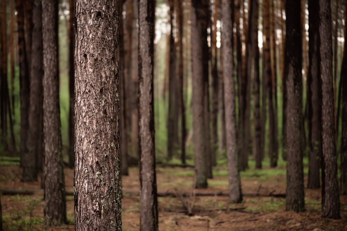 Dark Pine Forest Mural Wallpaper - pure wallpaper artwork