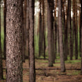 Dark Pine Forest Mural Wallpaper - pure wallpaper artwork