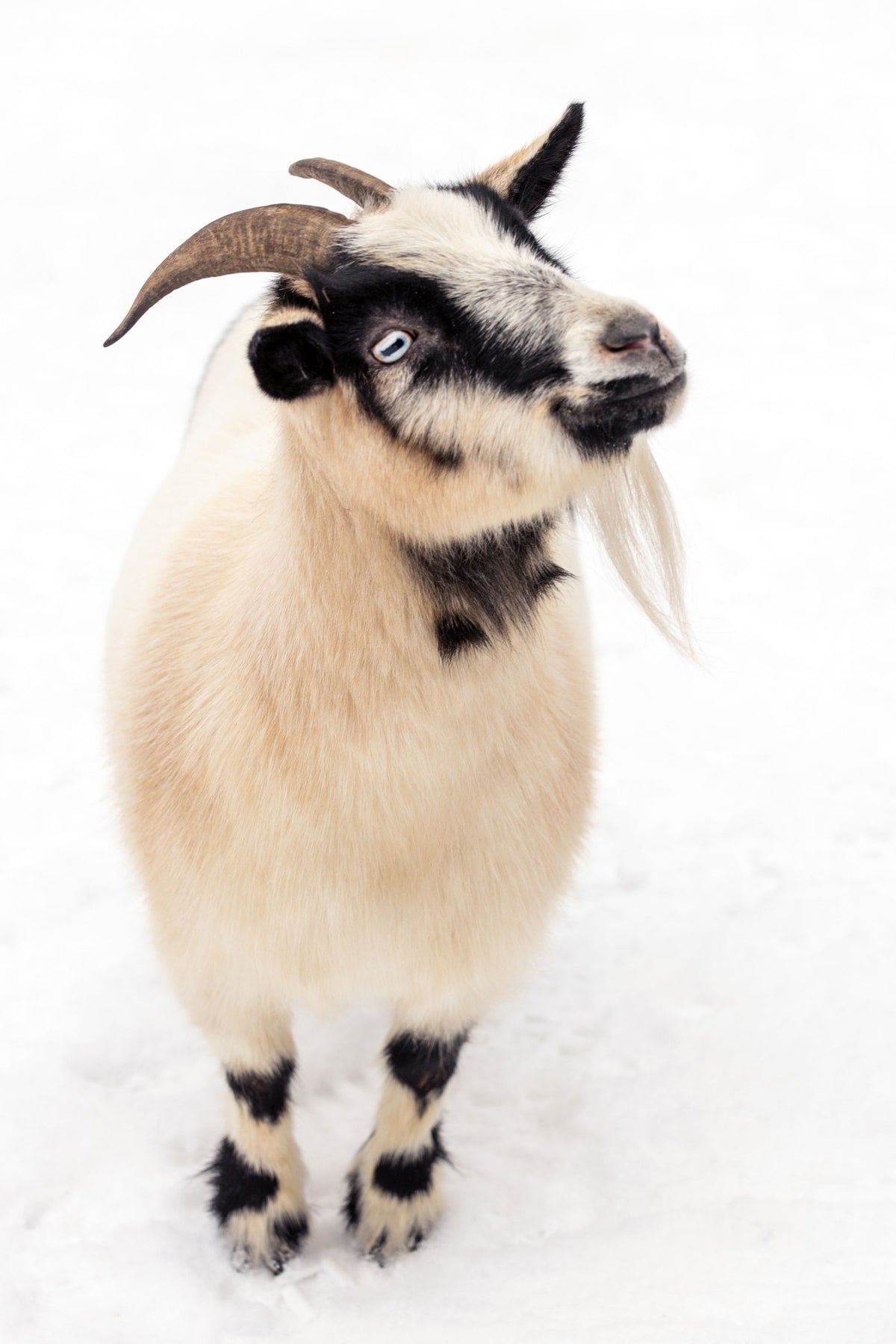 Two Little Goats I Mural Wallpaper - pure wallpaper artwork