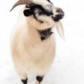 Two Little Goats I Mural Wallpaper - pure wallpaper artwork