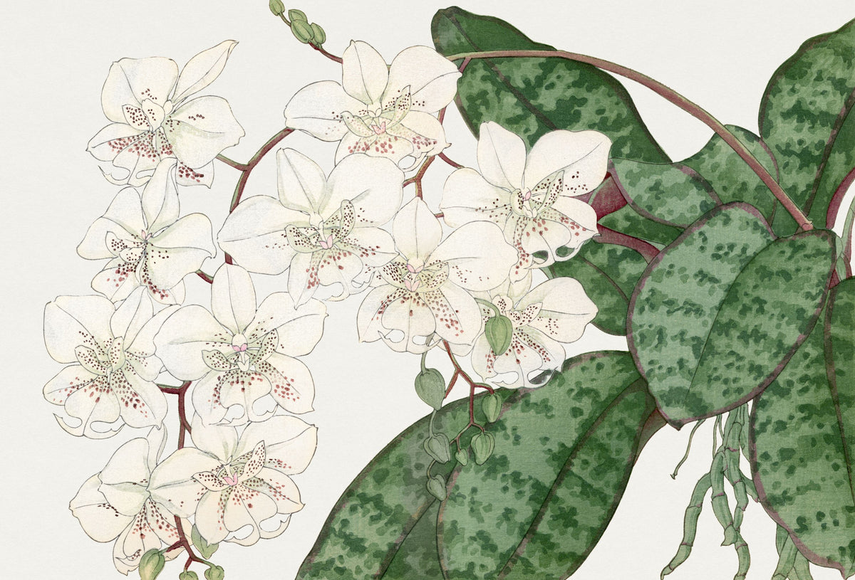 Tanigami Moth Orchid Mural Wallpaper - pure wallpaper artwork
