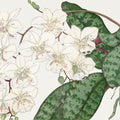 Tanigami Moth Orchid Mural Wallpaper - pure wallpaper artwork