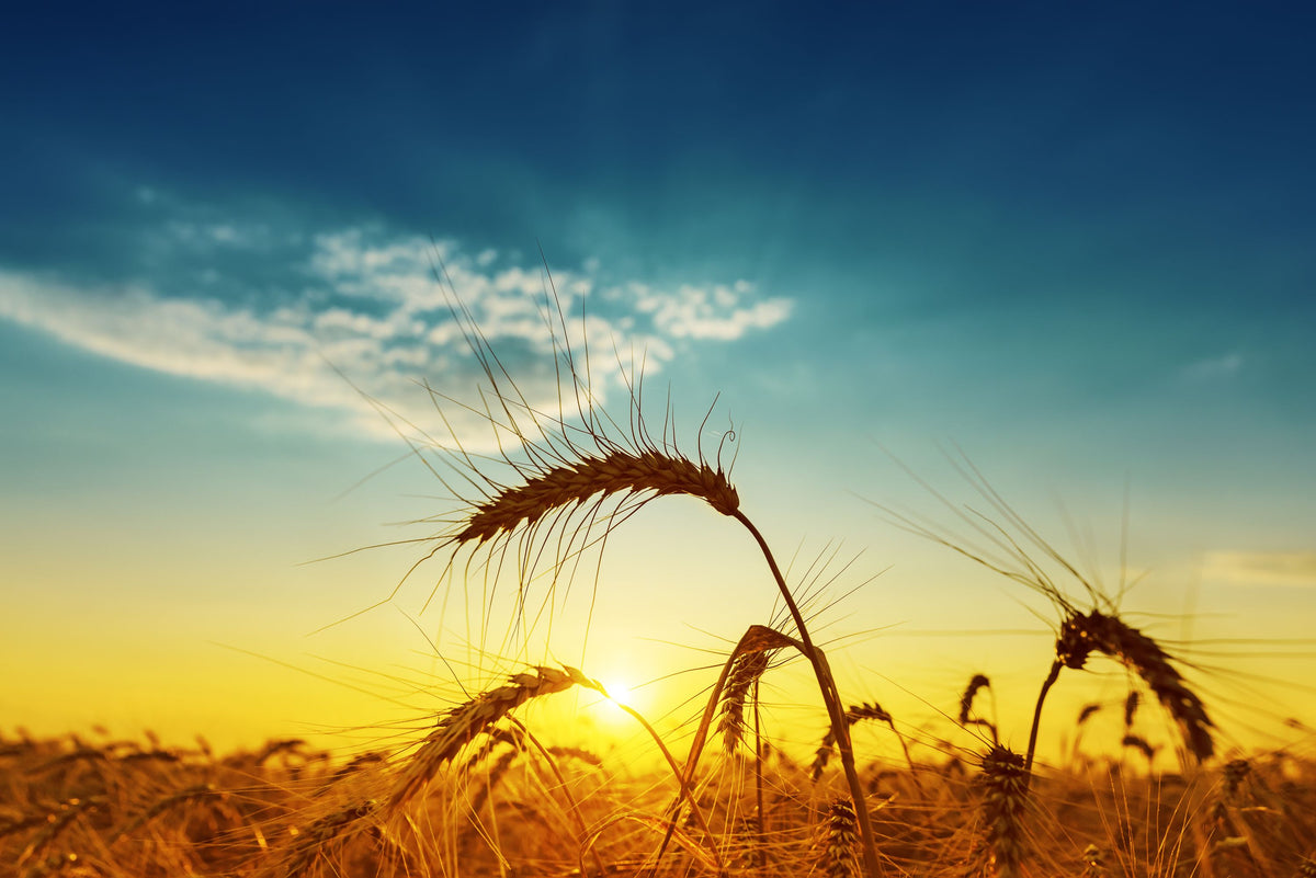 Golden Harvest Mural Wallpaper - pure wallpaper artwork
