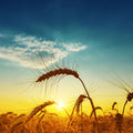 Golden Harvest Mural Wallpaper - pure wallpaper artwork