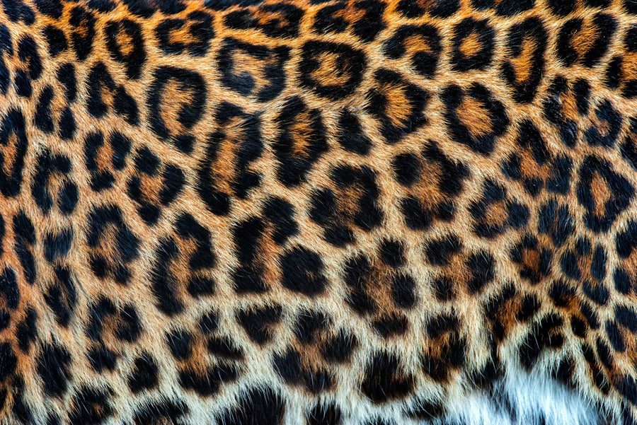 Leopard Fur Mural Wallpaper