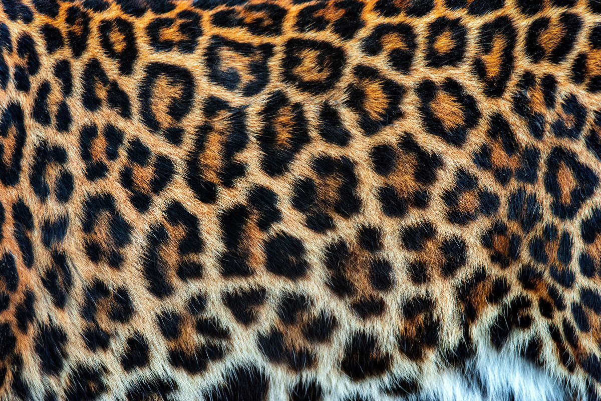Leopard Fur Mural Wallpaper - pure wallpaper artwork