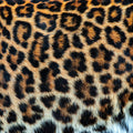 Leopard Fur Mural Wallpaper - pure wallpaper artwork